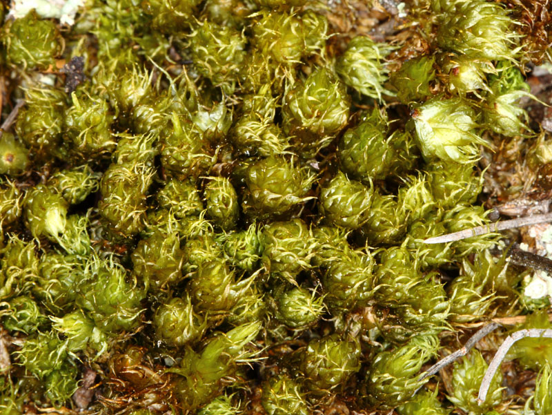 Dicranum spurium